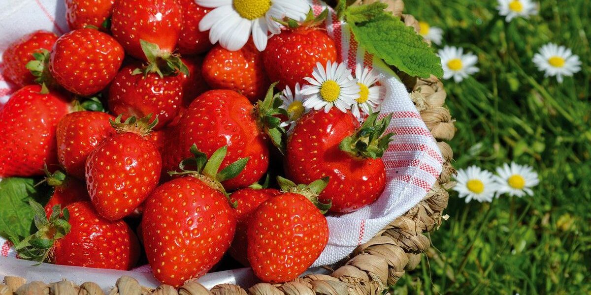 Клубника в жару: советы по уходу и спасению урожая