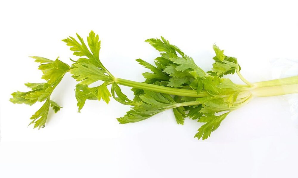 Листья сельдерея: польза, применение и секреты хранения