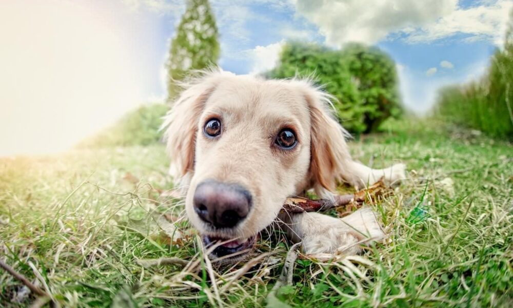 Как понять, что собака вас любит: 9 признаков собачьей любви