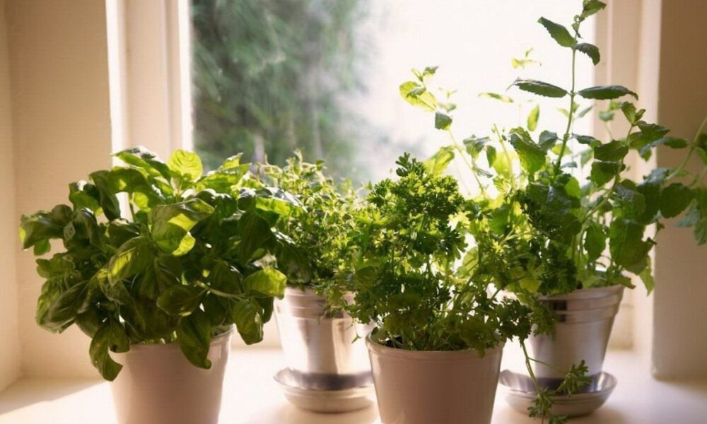 Нужна ли подсветка для огорода на подоконнике зимой: советы хозяйкам