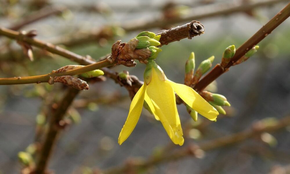 Весенние работы в саду: советы для хозяйки