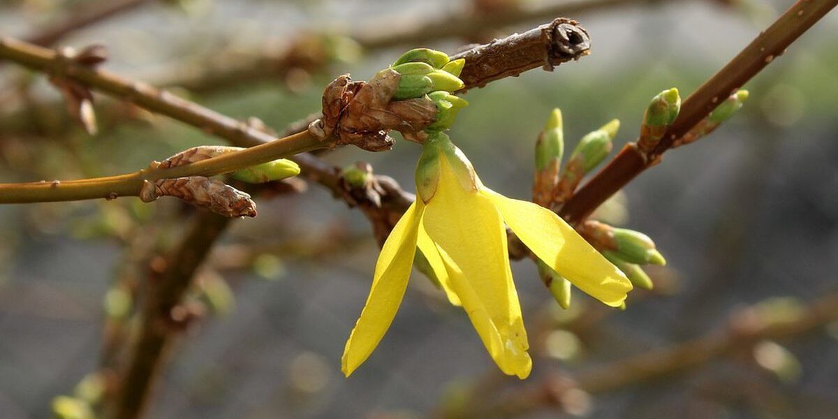 Весенние работы в саду: советы для хозяйки
