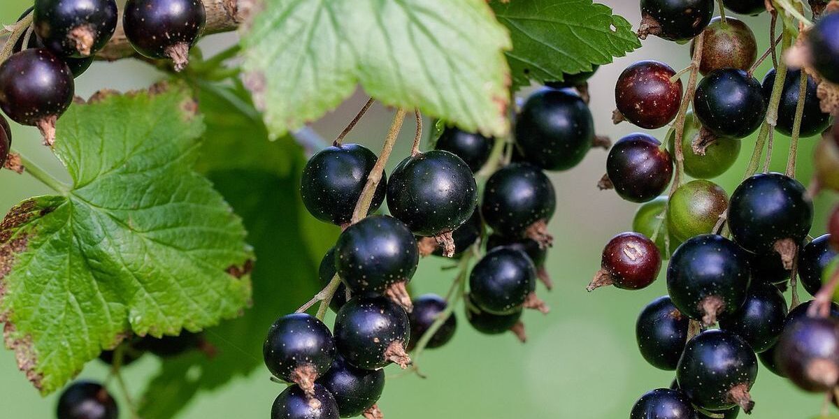 Уход за смородиной в ноябре: секреты богатого урожая крупных ягод