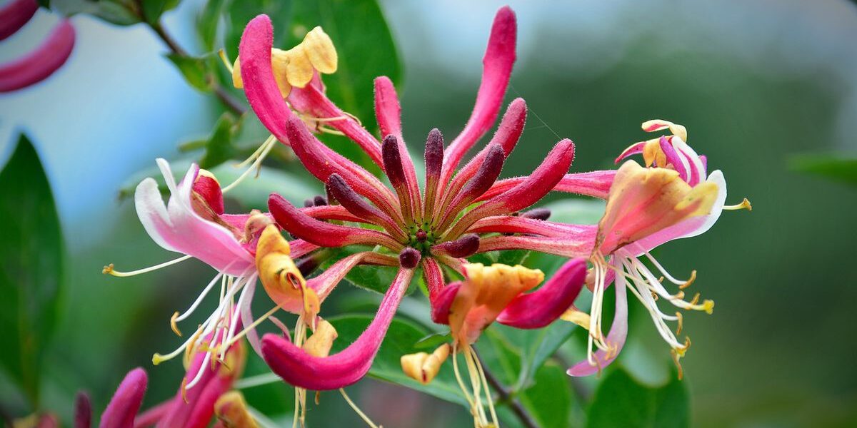 Жимолость в саду: посадка, уход и секреты обильного цветения