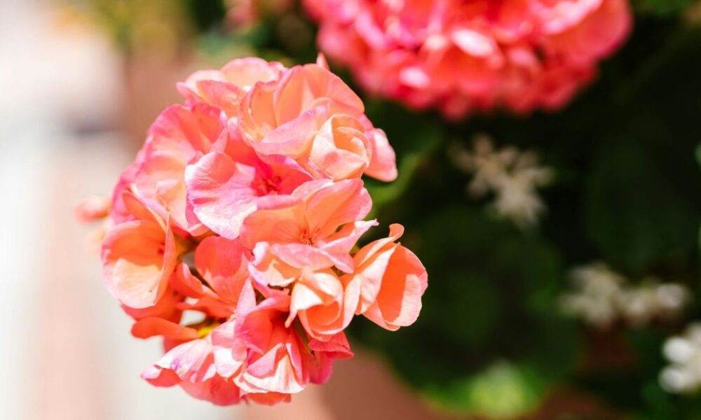 Комнатные растения для крепкого иммунитета: выбор женщин