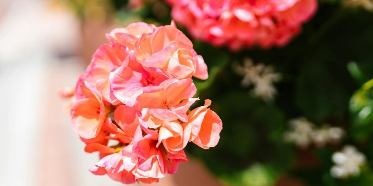 Комнатные растения для крепкого иммунитета: выбор женщин