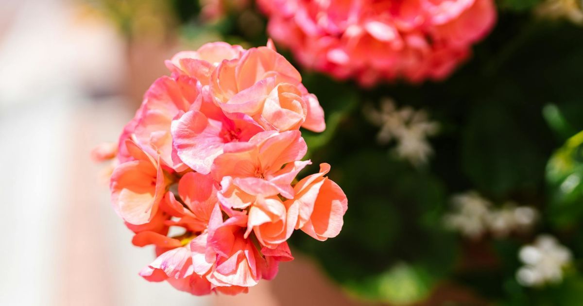 Комнатные растения для крепкого иммунитета: выбор женщин