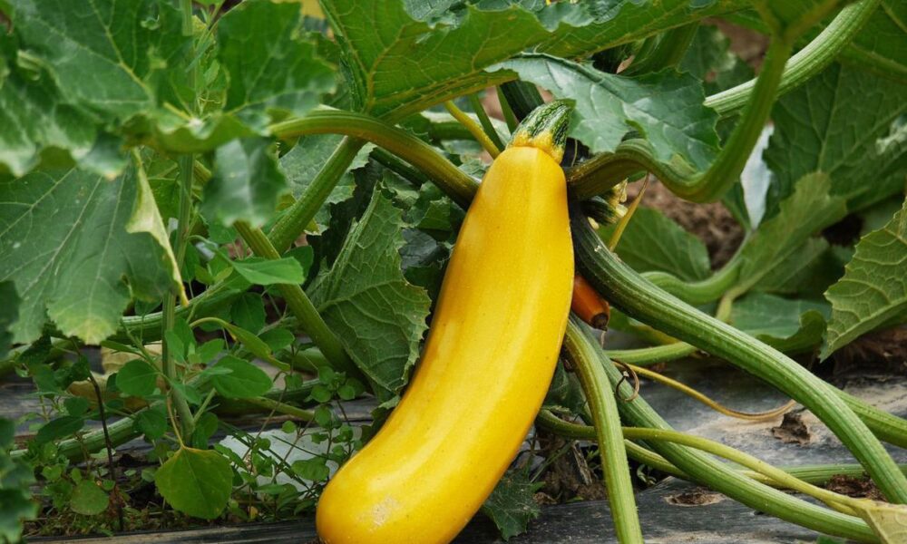 Куда девать ботву кабачков: полезные советы для хозяйки