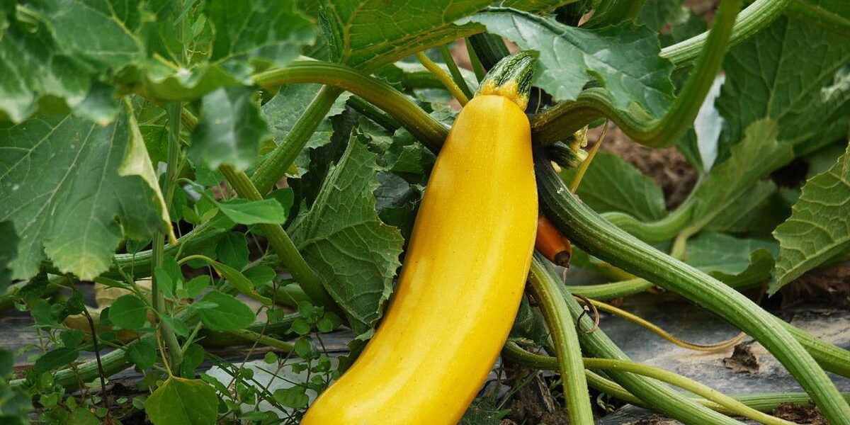 Куда девать ботву кабачков: полезные советы для хозяйки