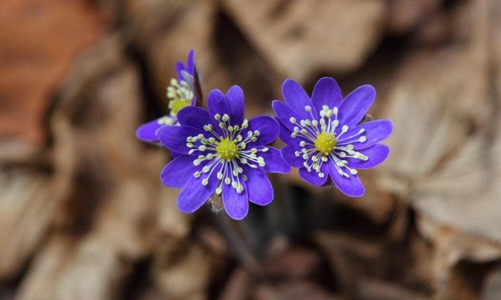 Народные приметы на 22 марта: советы хозяйкам на удачу и достаток