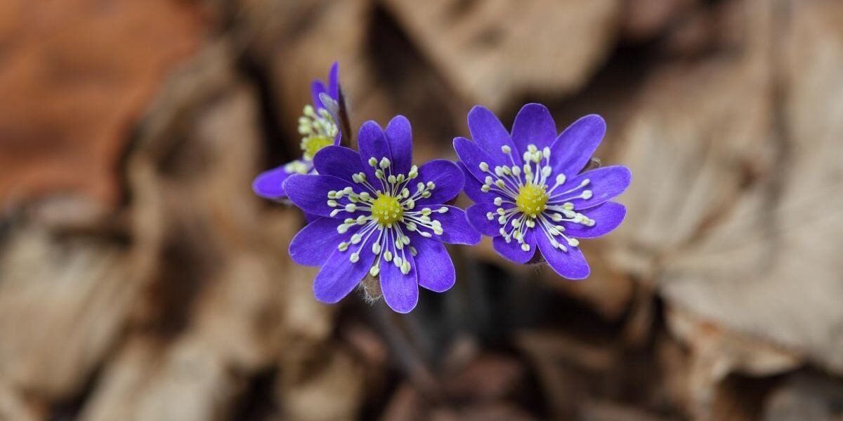 Народные приметы на 22 марта: советы хозяйкам на удачу и достаток