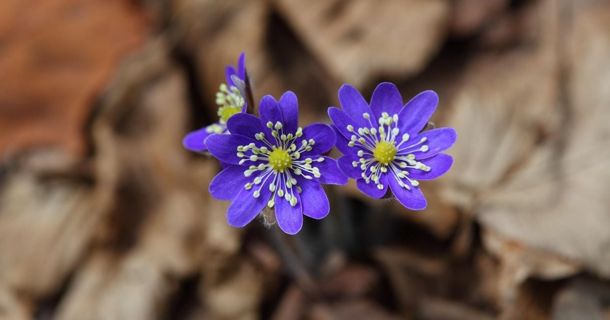Народные приметы на 22 марта: советы хозяйкам на удачу и достаток