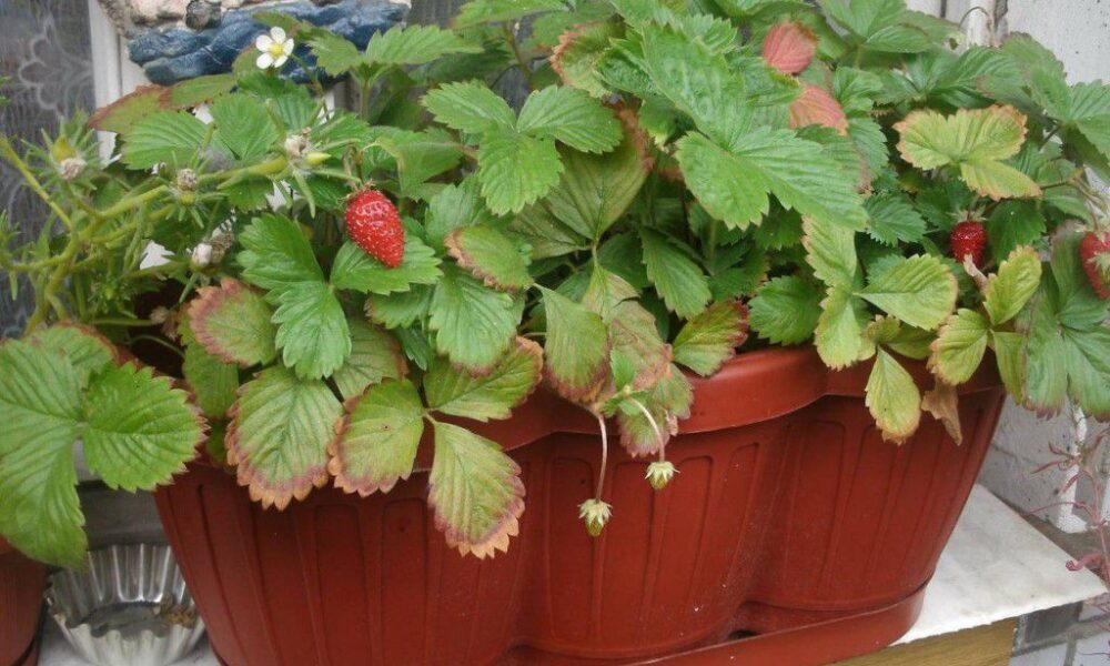 Клубничка круглый год: выращиваем ягоды дома на подоконнике - простые советы для хозяек