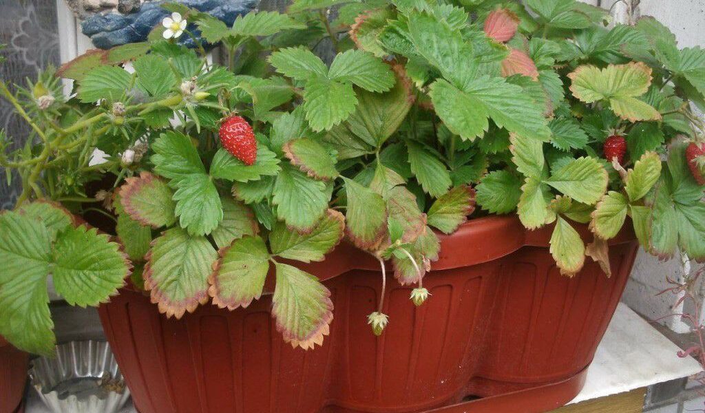 Клубничка круглый год: выращиваем ягоды дома на подоконнике - простые советы для хозяек