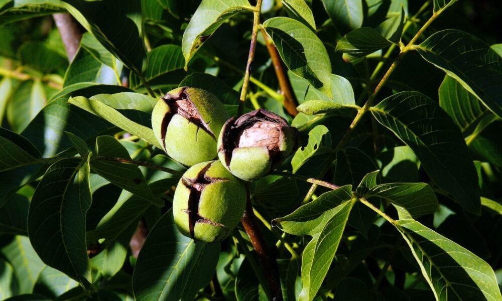 Как сохранить светлый цвет грецких орехов: секреты опытных хозяек