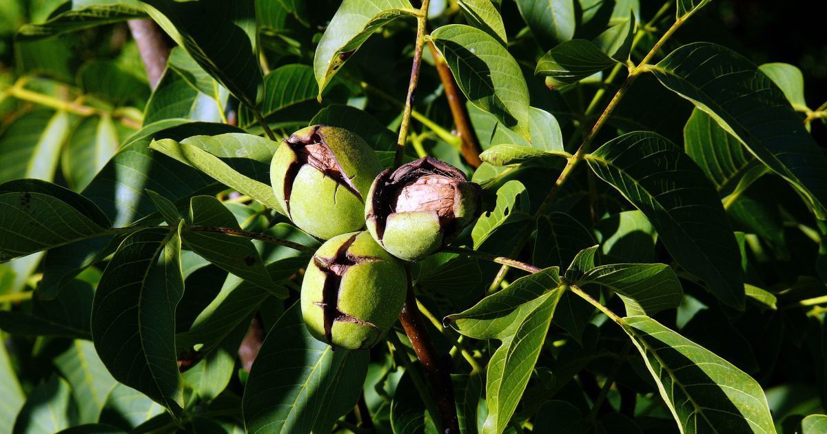 Как сохранить светлый цвет грецких орехов: секреты опытных хозяек