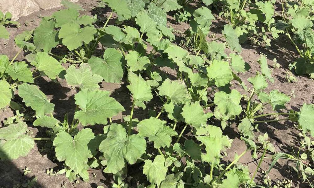 Чем подкормить кабачки для богатого урожая: советы хозяйкам