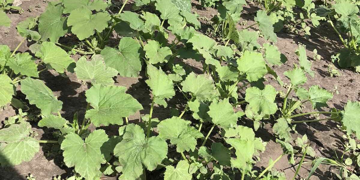 Чем подкормить кабачки для богатого урожая: советы хозяйкам