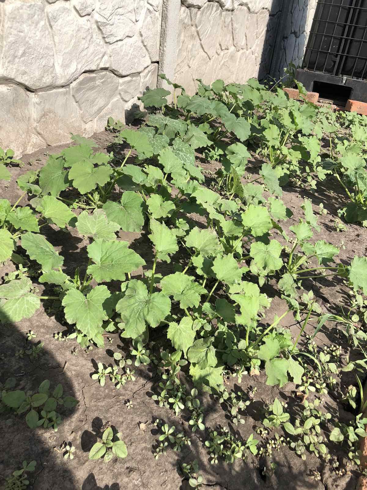 Чем подкормить кабачки для богатого урожая: советы хозяйкам