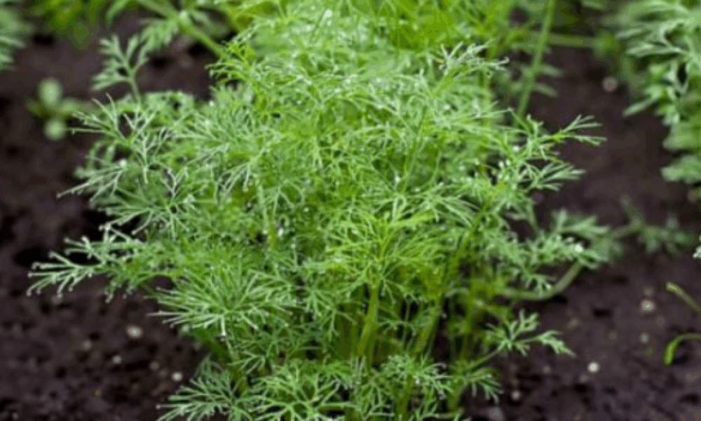 Хитрости посева укропа: секреты быстрого прорастания