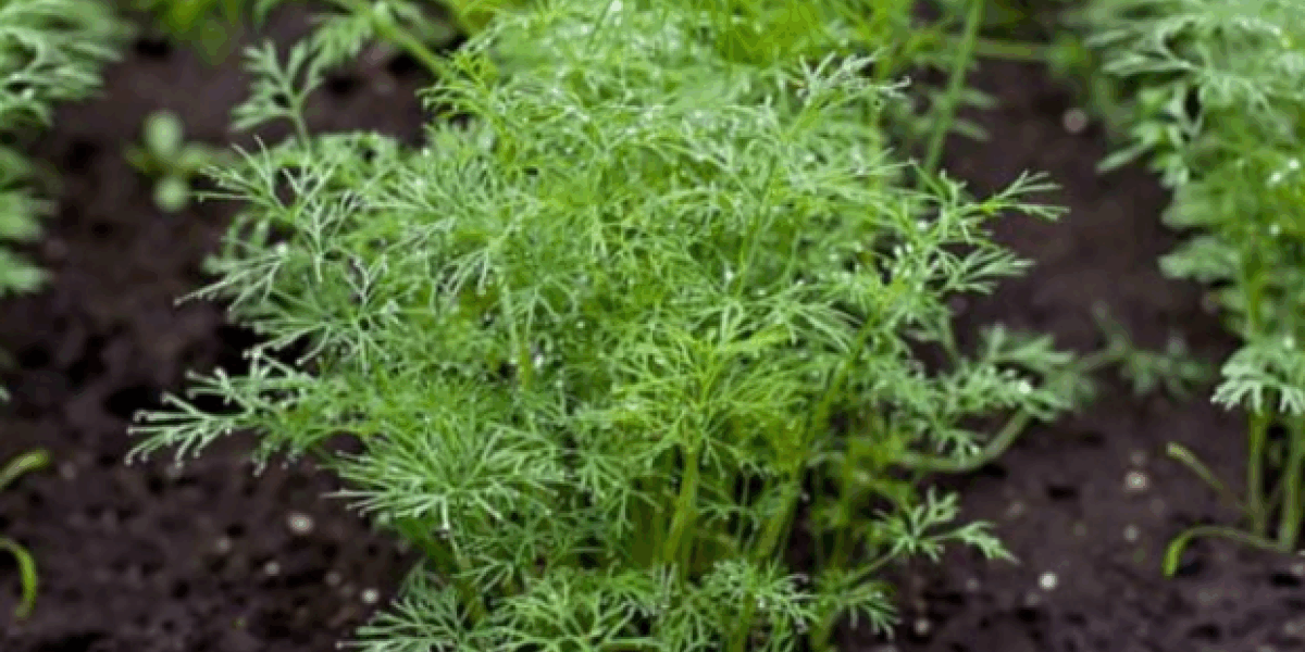 Хитрости посева укропа: секреты быстрого прорастания