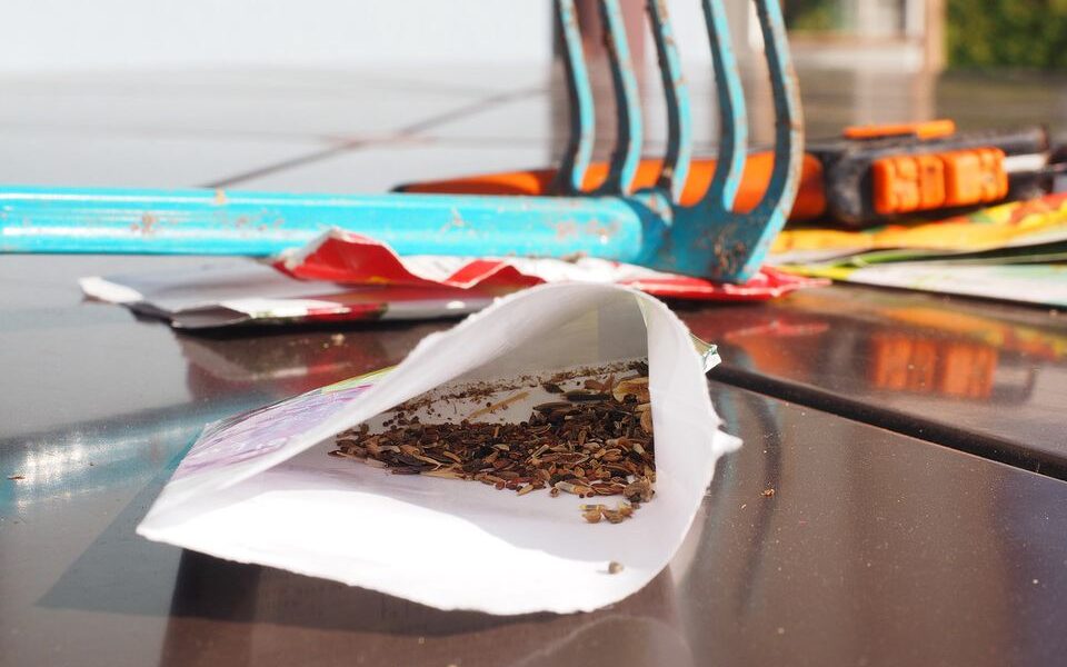 Как правильно прорастить семена дома: простой способ для богатого урожая