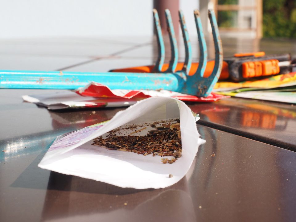 Как правильно прорастить семена дома: простой способ для богатого урожая