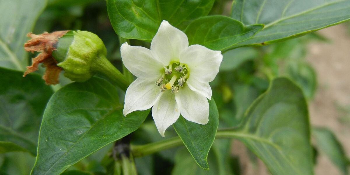 Почему опадает перец: спасаем урожай!