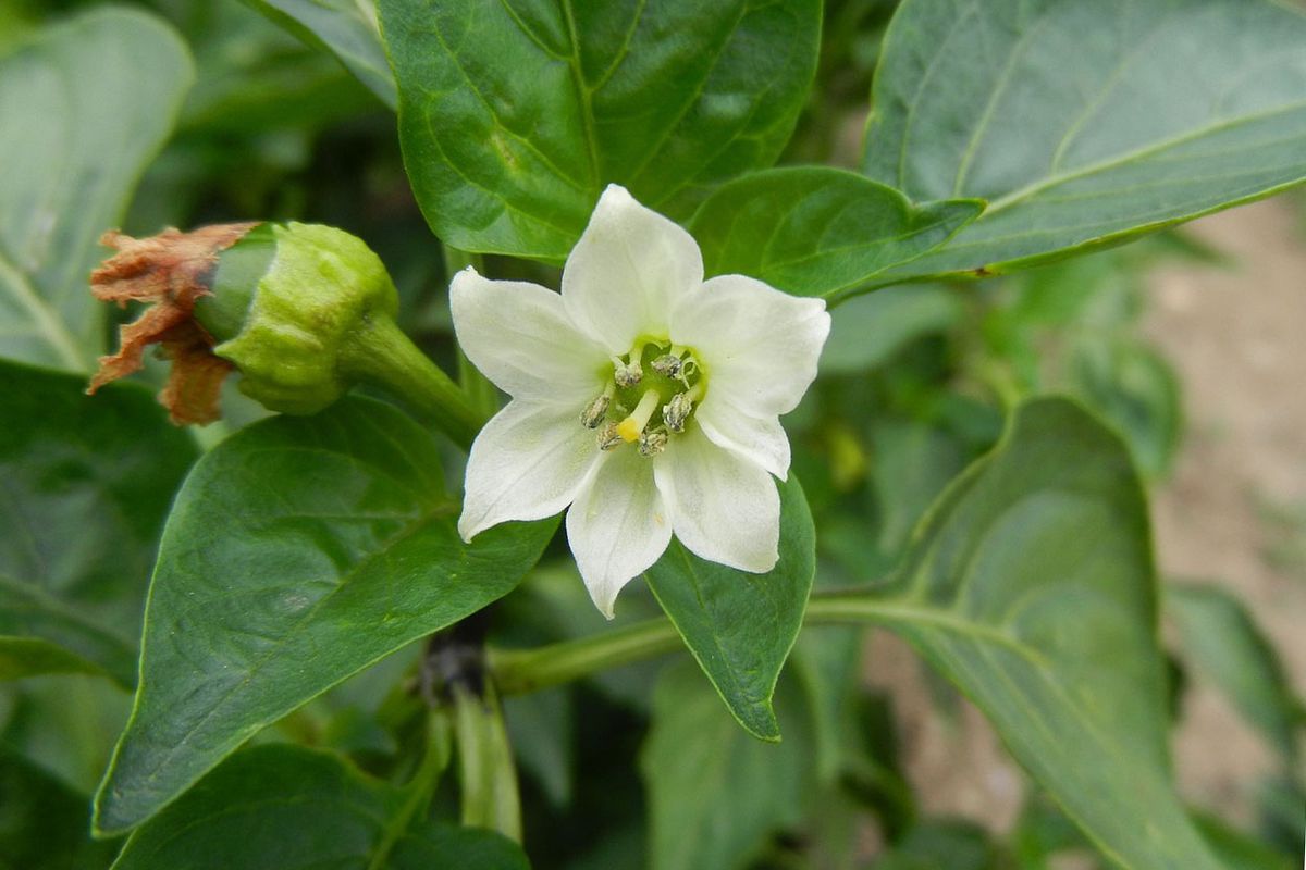 Почему опадает перец: спасаем урожай!