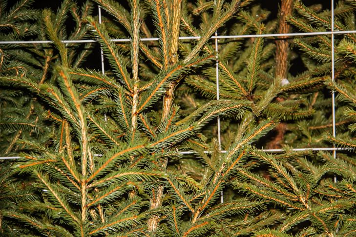 Как сохранить новогоднюю елку свежей: советы хозяйкам