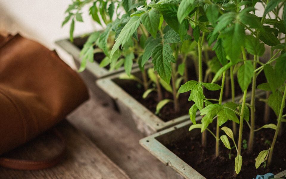 Секреты успешной пикировки рассады: советы для богатого урожая