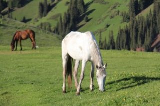 Кобылье молоко и кумыс: польза, рецепты и противопоказания для женского здоровья