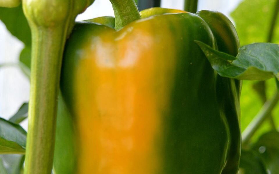 Секреты богатого урожая перца: подкормка для обильного плодоношения