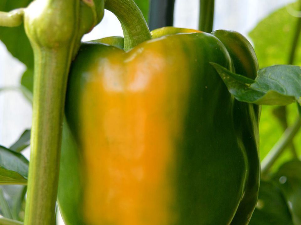 Секреты богатого урожая перца: подкормка для обильного плодоношения