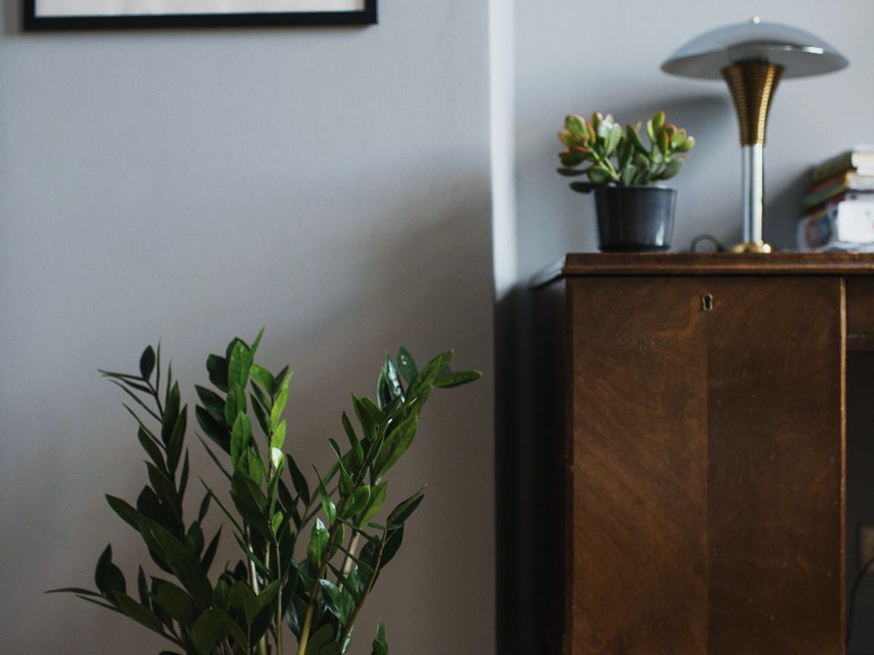 Замиокулькас зимой: важные советы по уходу для хозяйки