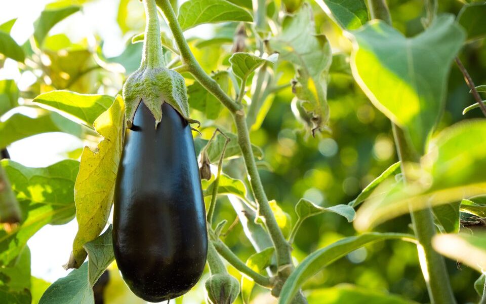 Баклажаны на рассаду: секреты успешного посева для богатого урожая