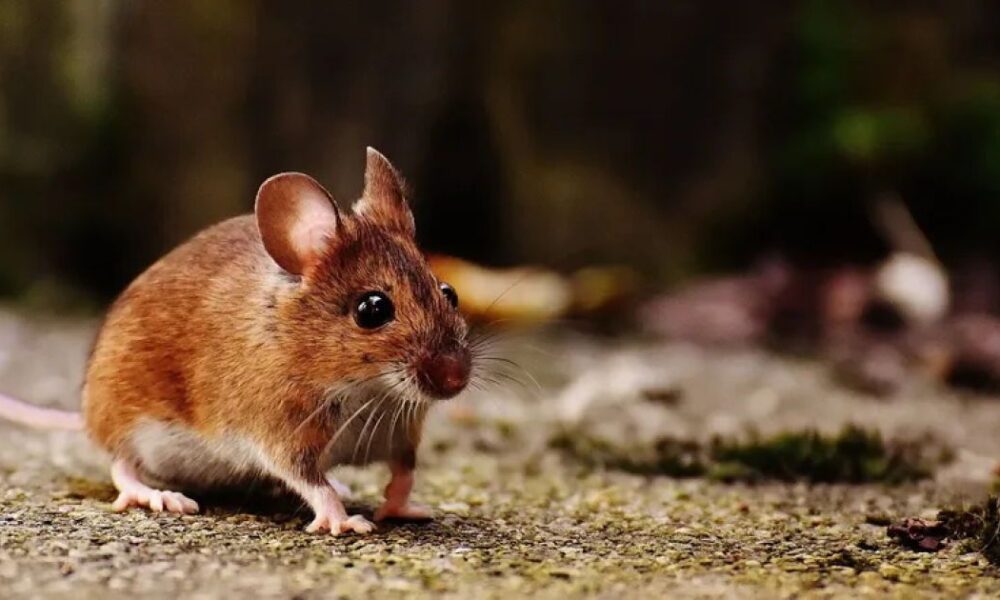 Как избавиться от мышей дома: эффективные методы и простые решения для каждой хозяйки