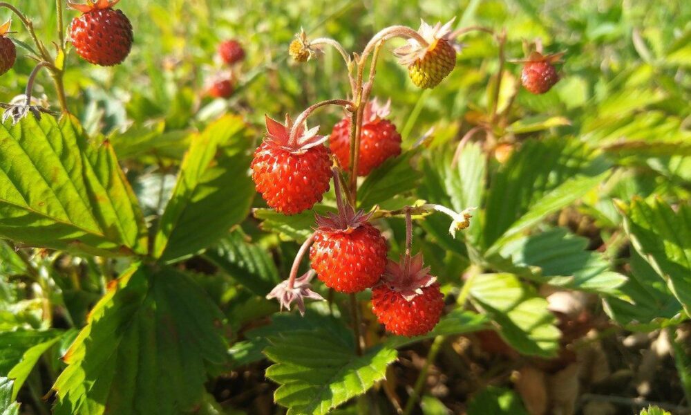 Клубника кислая? Секреты сладких и крупных ягод: советы хозяйкам