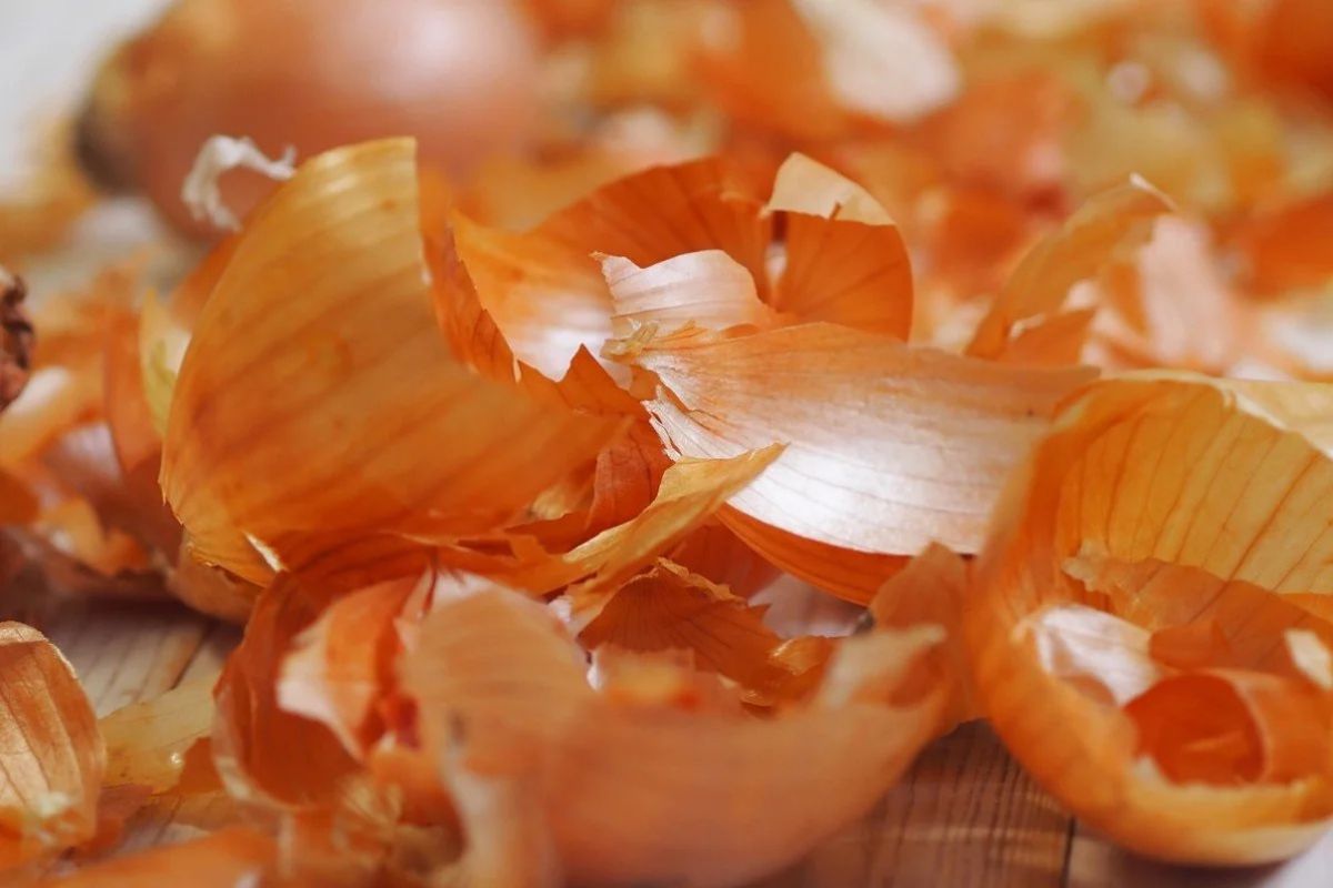 Луковая шелуха для рассады: секреты опытных садоводов