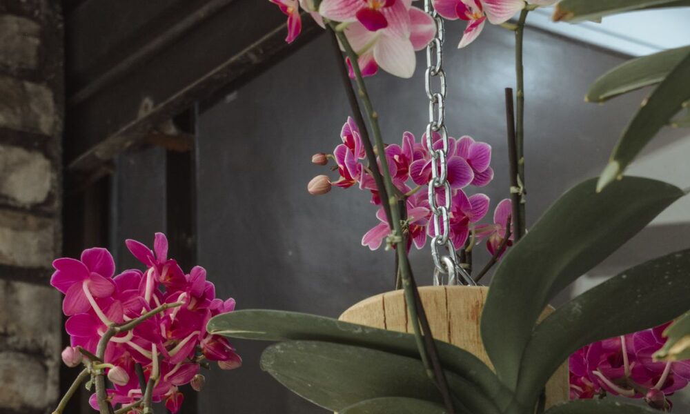 Перекись водорода для орхидей: секреты здорового роста и пышного цветения