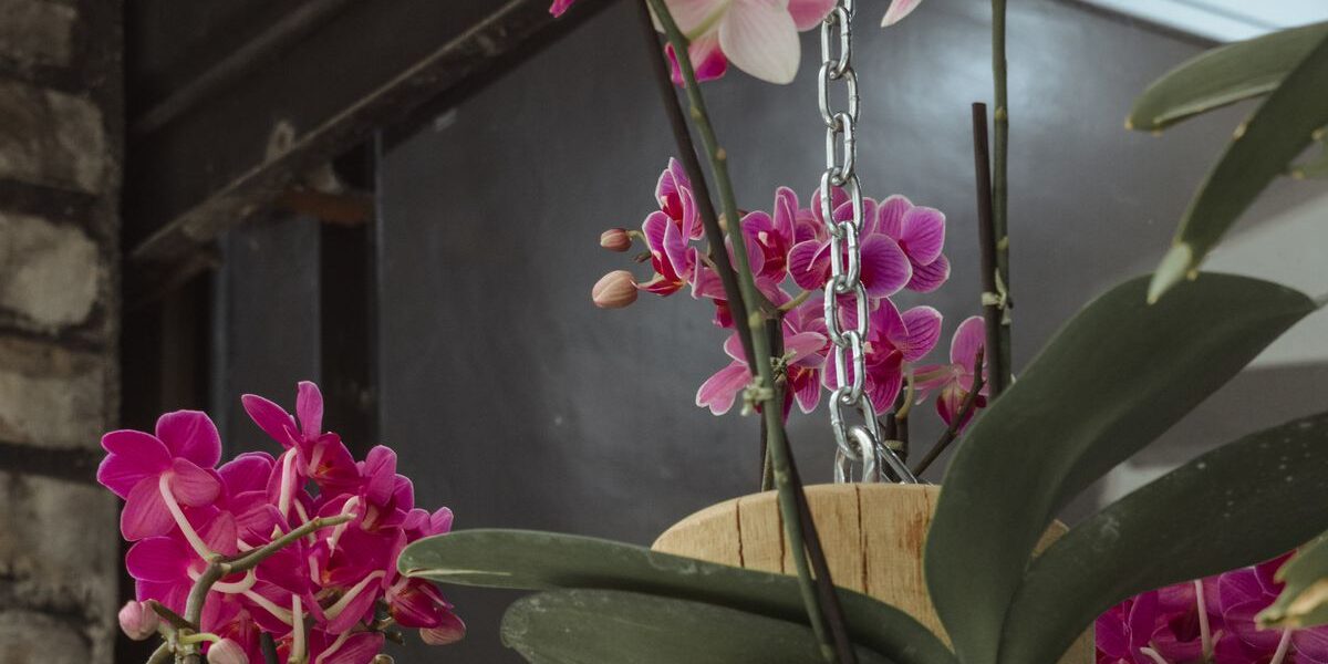 Перекись водорода для орхидей: секреты здорового роста и пышного цветения