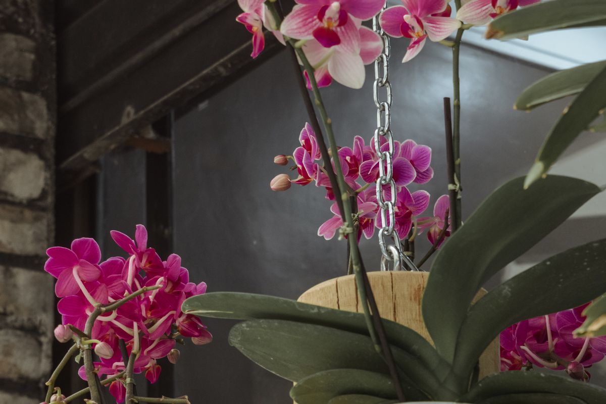 Перекись водорода для орхидей: секреты здорового роста и пышного цветения