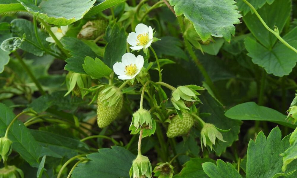 Выращиваем клубнику на агроволокне: секреты легкого ухода и богатого урожая