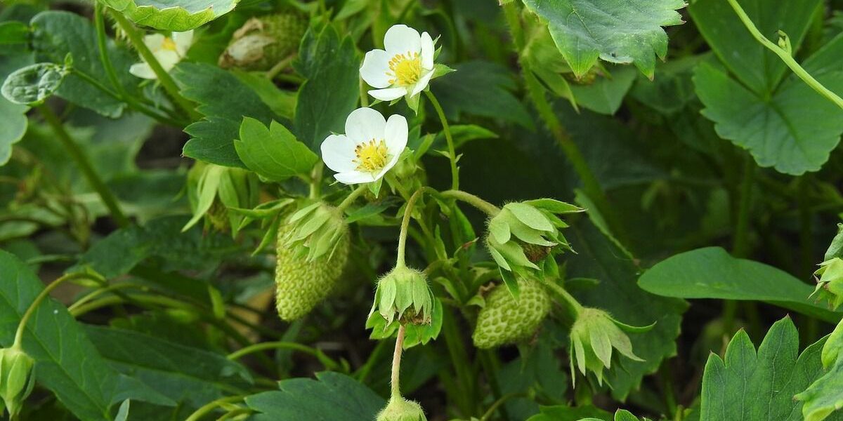 Выращиваем клубнику на агроволокне: секреты легкого ухода и богатого урожая