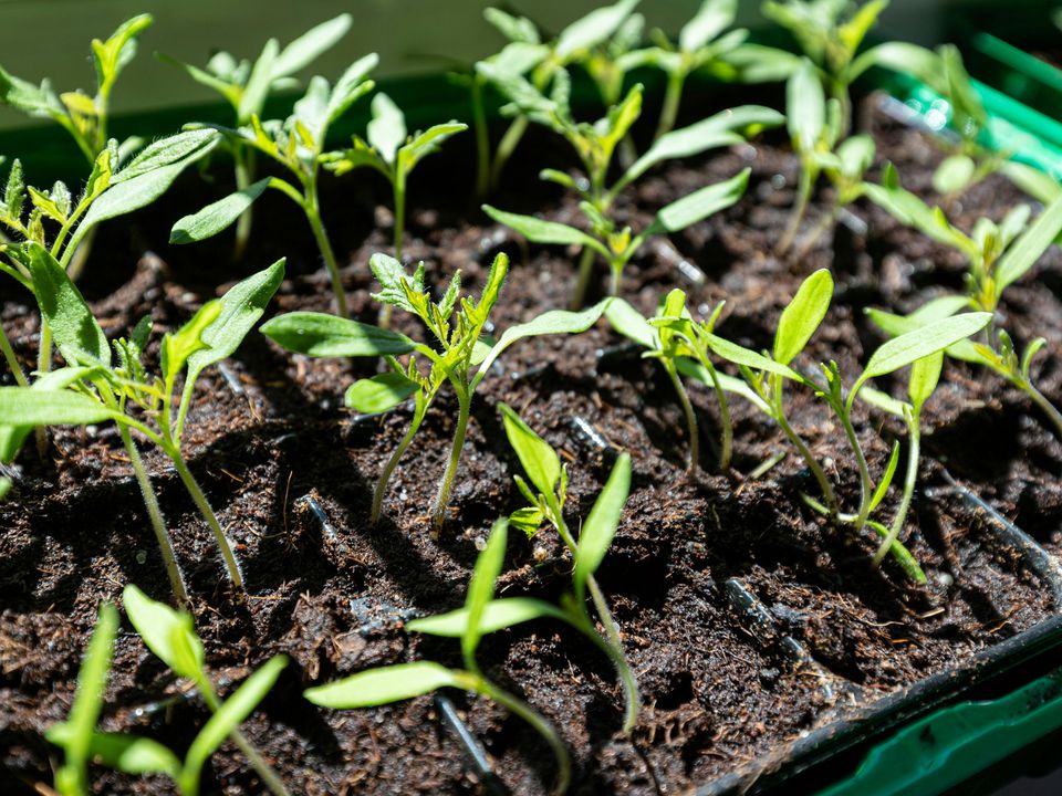 Подкормка рассады: секреты здорового роста и обильного урожая