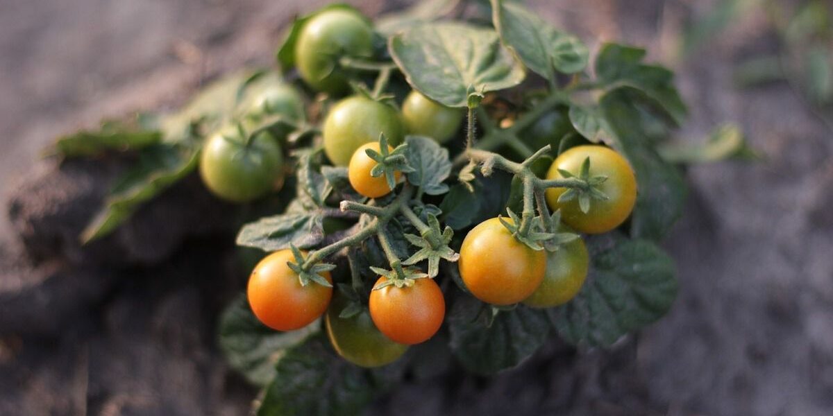 6 мифов о выращивании помидоров, в которые до сих пор верят хозяйки: советы опытных агрономов