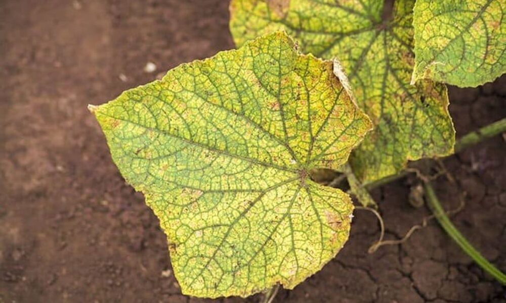 Желтеют листья огурцов? Простое аптечное средство спасет урожай!