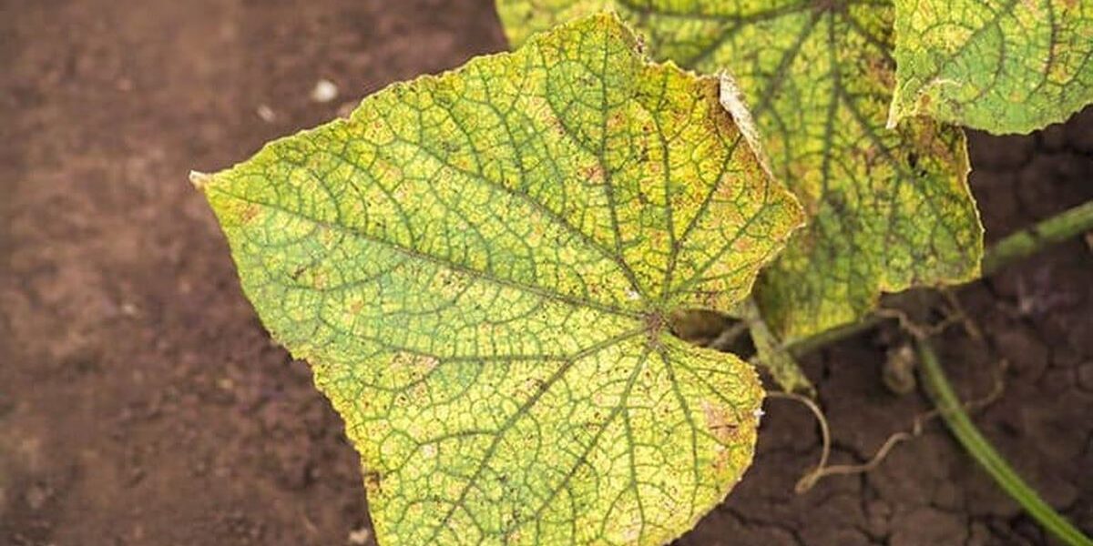Желтеют листья огурцов? Простое аптечное средство спасет урожай!