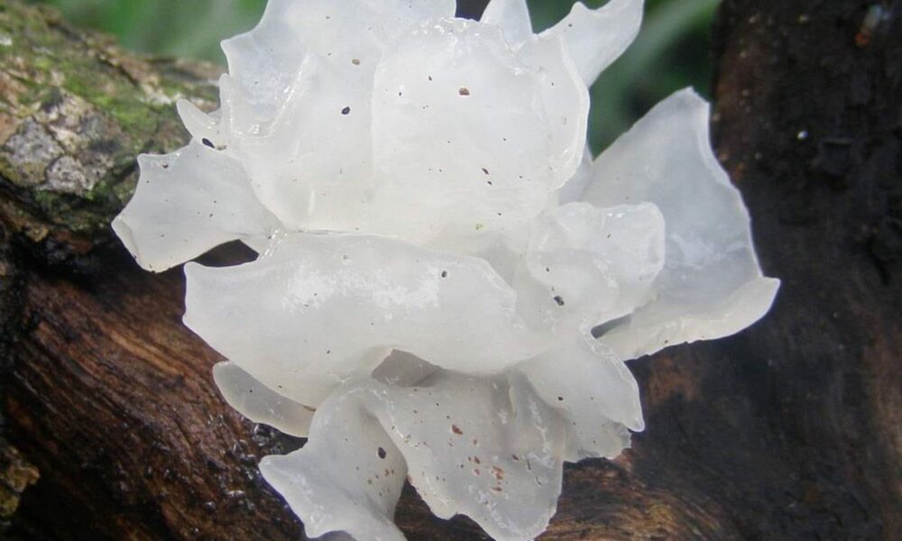 Экстракт снежного гриба в косметике: как он работает и улучшает кожу