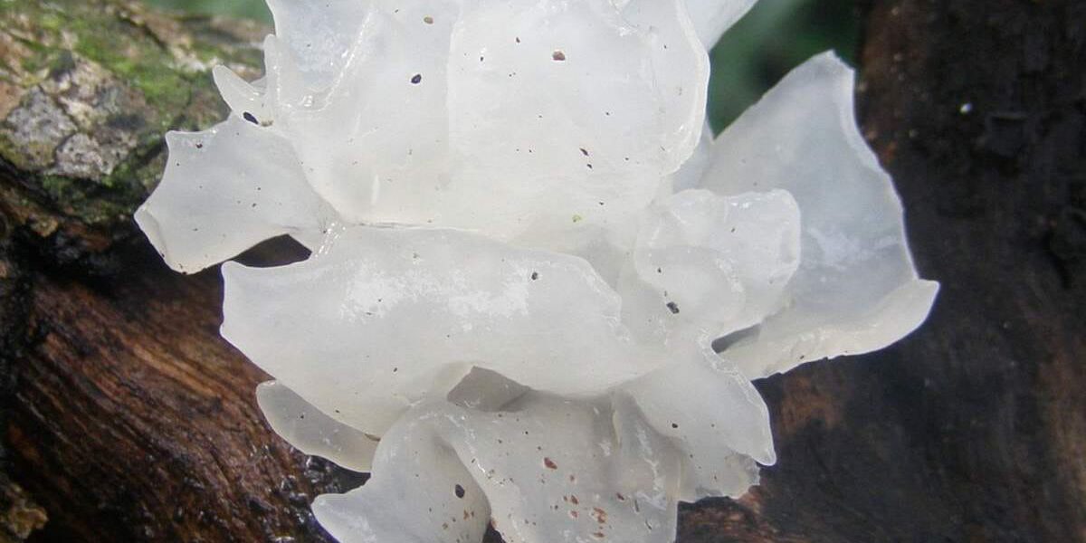 Экстракт снежного гриба в косметике: как он работает и улучшает кожу